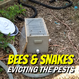 Bees and Snakes