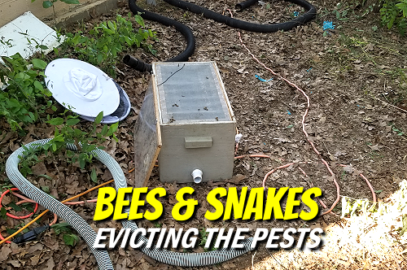 Bees and Snakes