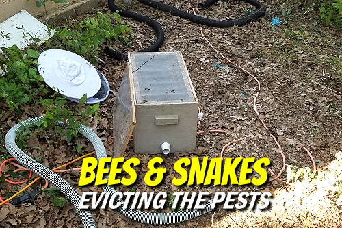 Bees and Snakes