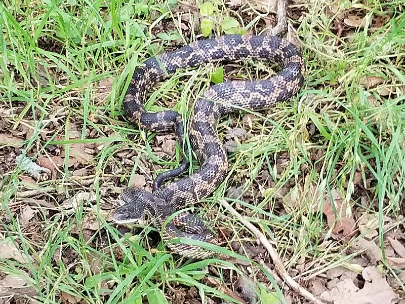 Texas Rat Snake